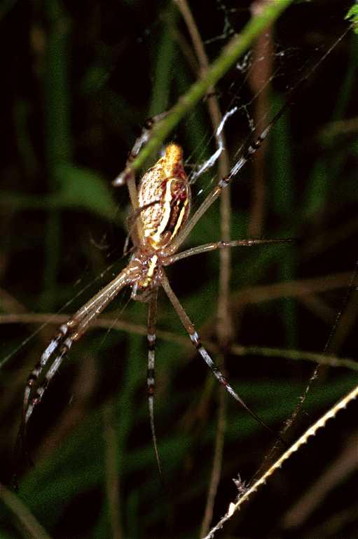 Argiope_extensa_F0814_Z_82_Maurilyan harbour_Australie.jpg